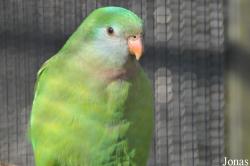 Vogelpark Avifauna