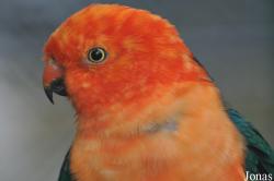 Alisterus scapularis