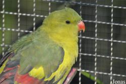 Vogelpark Avifauna