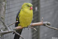 Polytelis anthopeplus