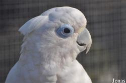 Vogelpark Avifauna