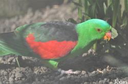 Vogelpark Avifauna