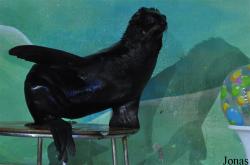Dubai Dolphinarium