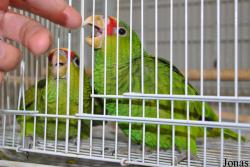 Birds & Animals Market