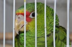 Birds & Animals Market