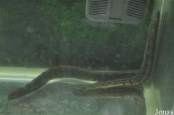 Mastacembelus armatus