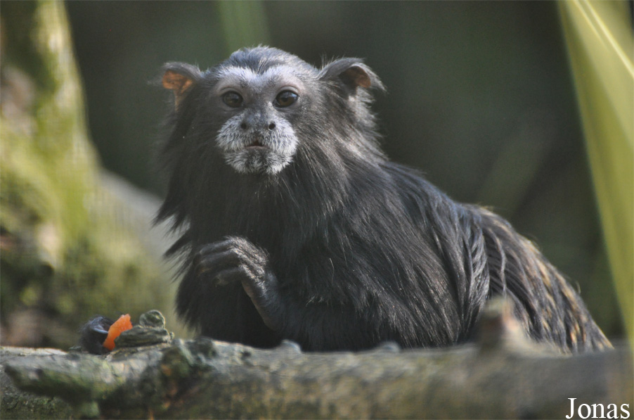 Zoo Parc Overloon