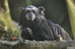 Zoo Parc Overloon