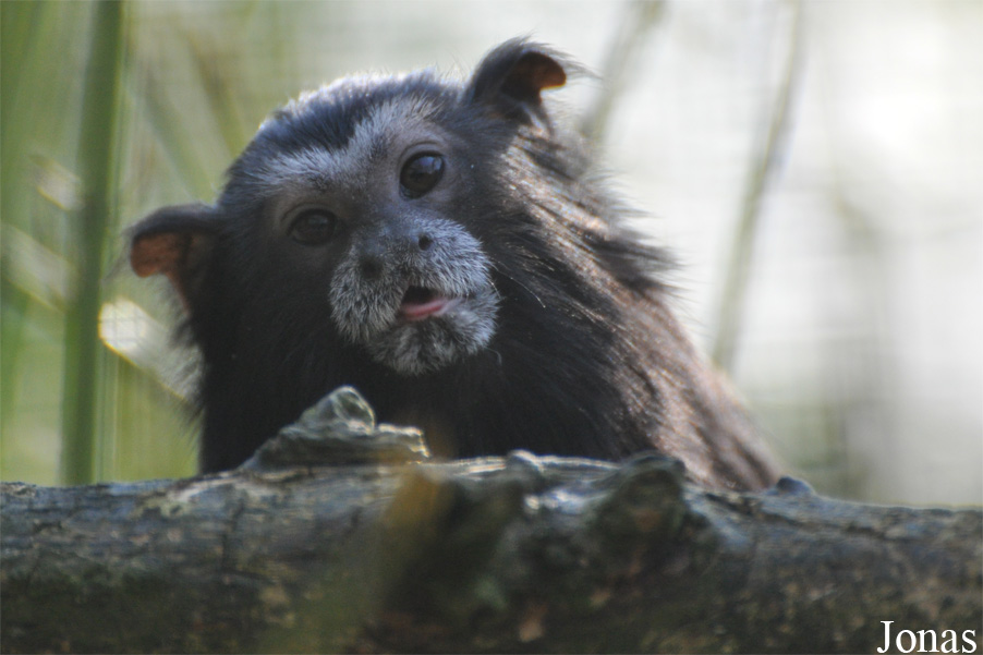 Zoo Parc Overloon