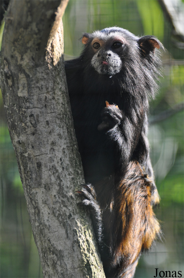 Zoo Parc Overloon