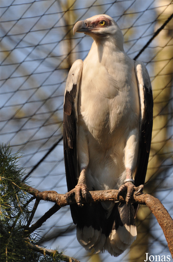 Zoo Parc Overloon