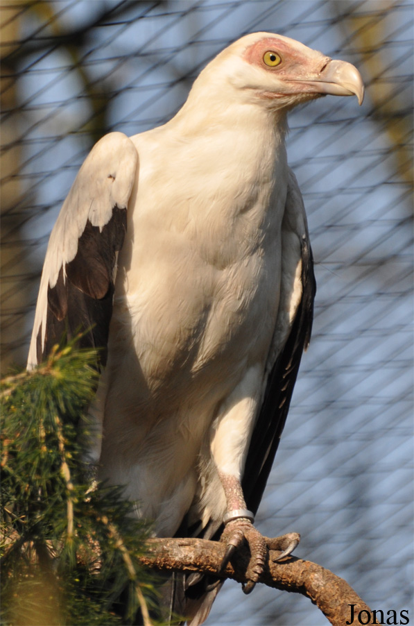 Zoo Parc Overloon