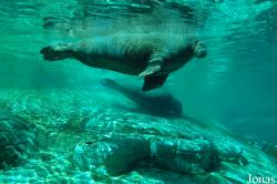 Dolfinarium Harderwijk