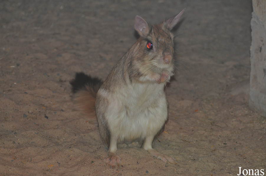 Tierpark Gotha