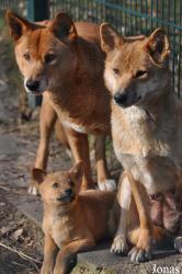 Tierpark Gotha