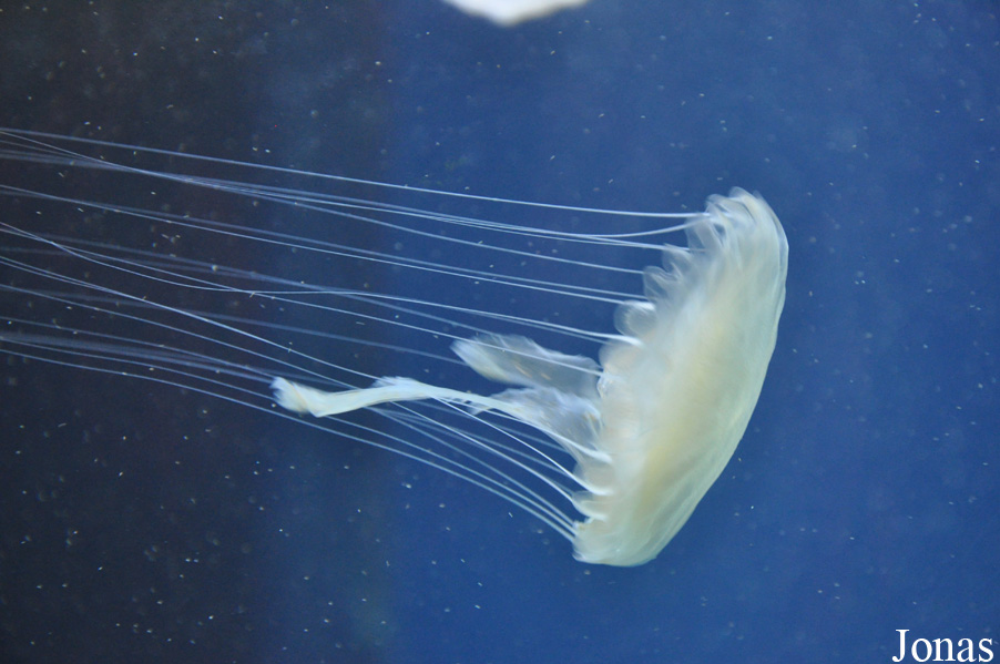 Sharjah Aquarium