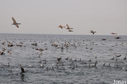 Musandam Peninsula