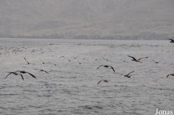 Musandam Peninsula