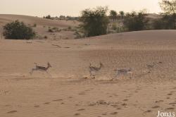 H. E. Sheikh Butti Maktoum's Wildlife Center (Murquab location)