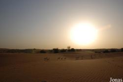 H. E. Sheikh Butti Maktoum's Wildlife Center (Murquab location)