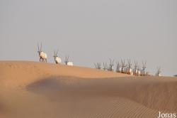 H. E. Sheikh Butti Maktoum's Wildlife Center (Murquab location)