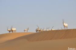 H. E. Sheikh Butti Maktoum's Wildlife Center (Murquab location)