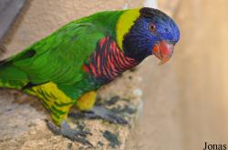 Loriinae
