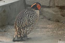 Beijing Wildlife Park
