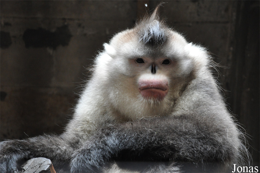 Beijing Zoological Gardens