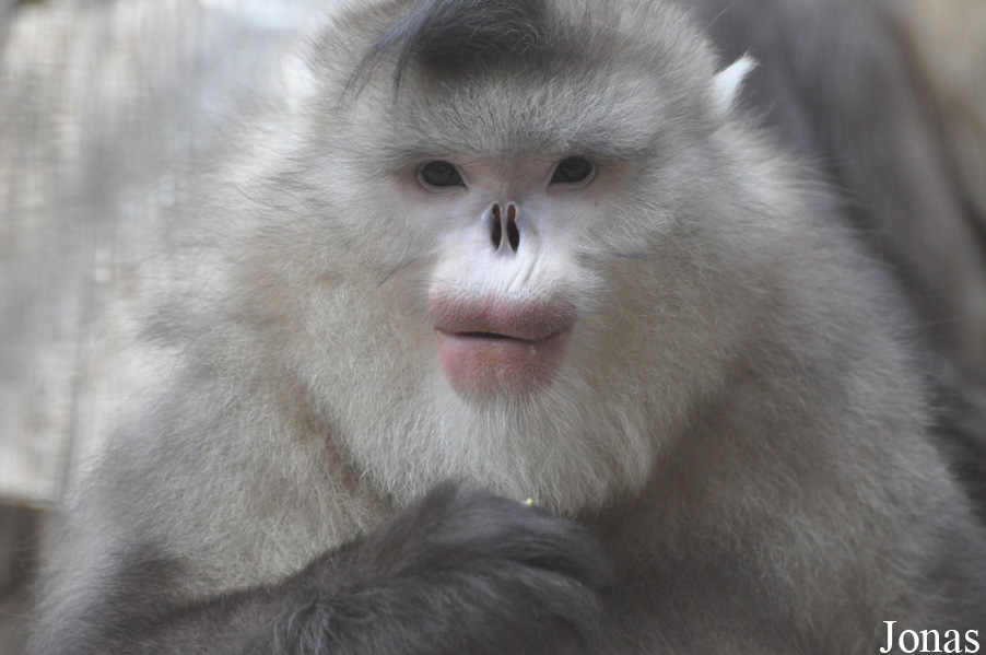 Beijing Zoological Gardens