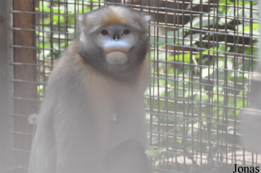 Beijing Zoological Gardens
