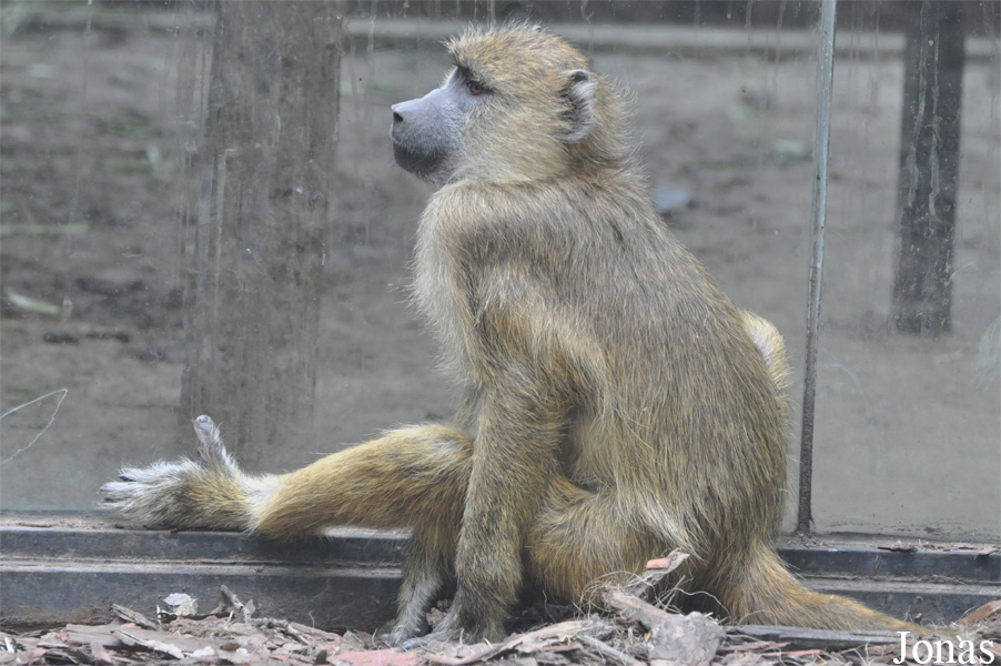 Beijing Zoological Gardens