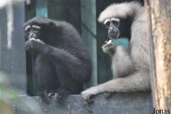 Beijing Zoological Gardens