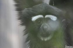 Beijing Zoological Gardens