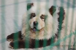 Beijing Zoological Gardens
