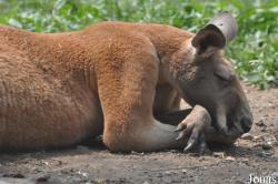 Beijing Zoological Gardens