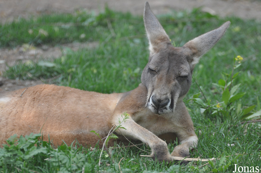 Beijing Zoological Gardens