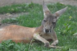 Beijing Zoological Gardens