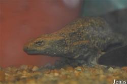 Paramesotriton chinensis