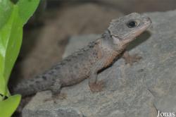 Beijing Zoological Gardens