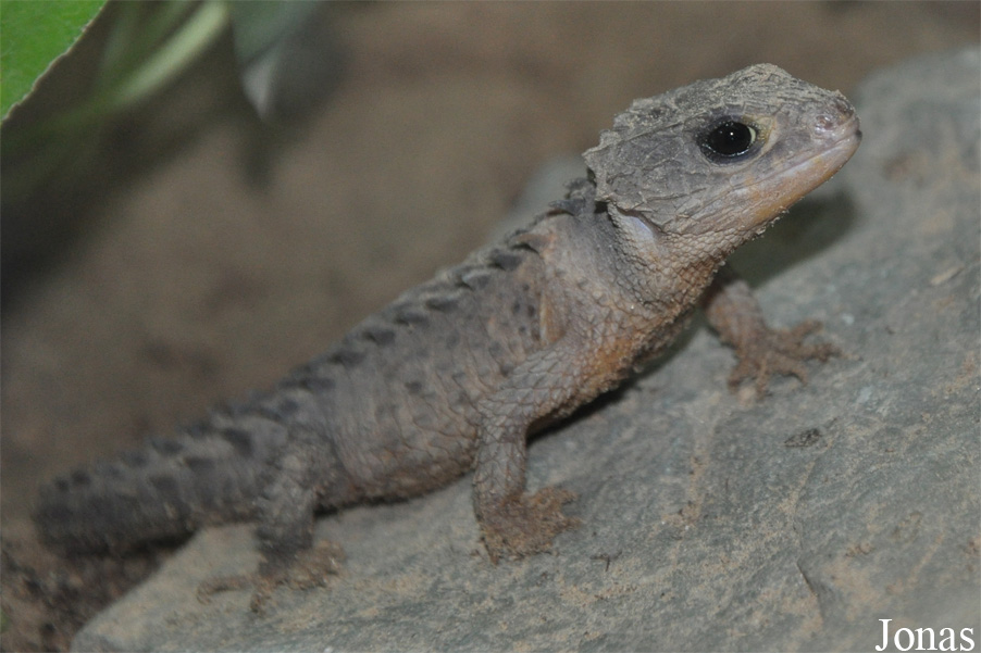 Beijing Zoological Gardens