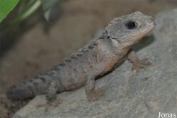 Beijing Zoological Gardens