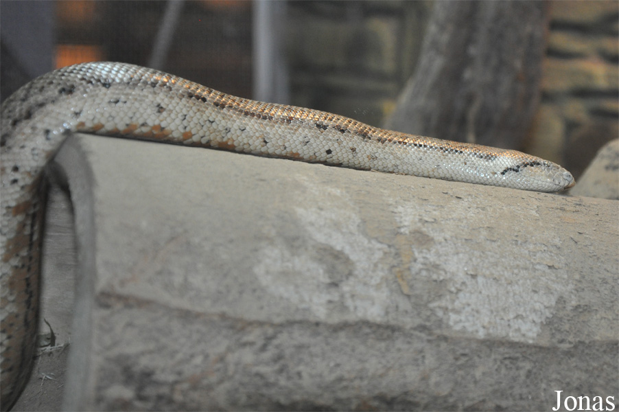 Beijing Zoological Gardens