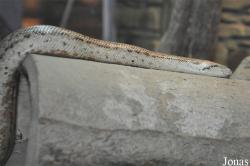 Beijing Zoological Gardens