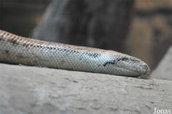 Eryx miliaris
