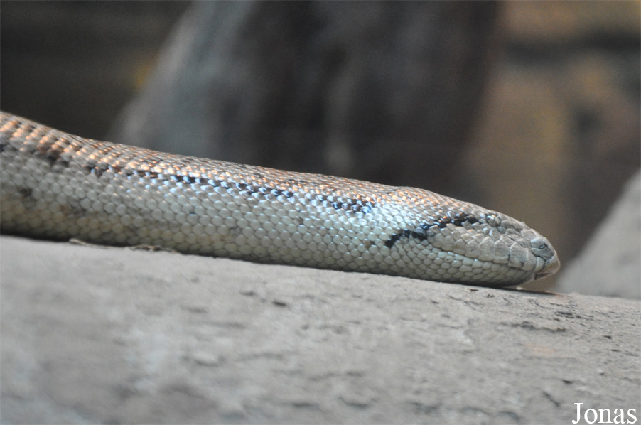 Beijing Zoological Gardens