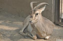 Beijing Zoological Gardens