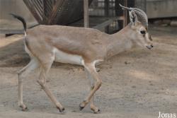 Gazella subgutturosa yarkandensis