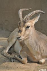 Beijing Zoological Gardens