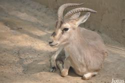 Beijing Zoological Gardens